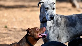 Great Dane Grooming Tips for a Healthy Coat [upl. by Maddie]