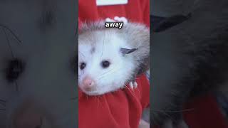 The Opossums Ultimate Survival Trick shorts youtubeshorts [upl. by Joanna]