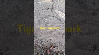 Tiger pugmark song Bachpan meबिनसर binsarzeropoint binsarBinsar [upl. by Ferdy]