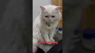 Guten morgen goodmorning youtubeshorts cats pets [upl. by Griz29]