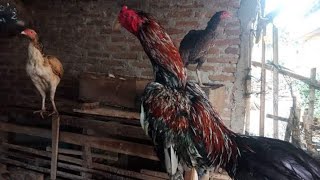 jadi youtuber ayam bangkok amp ayam pakhoy seberapa menguntungkankah moga bermanfaat buat youtuber [upl. by Rosenblast621]