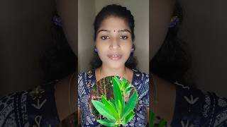 Conocarpus tree  Dangerous tree  Voice Of Punitha shorts tamil facts [upl. by Niatsirhc]