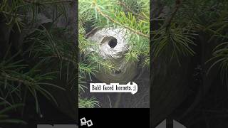 Bald Faced Hornets Daily Nest Activity [upl. by Perri]