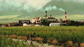 History of Hawaii amp the Sugar Industry [upl. by Fanchan]