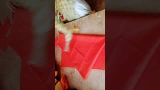 4 Kali petticoat ki cutting sikhe ✂️✂️✂️✂️👍👍 [upl. by Ecertak998]