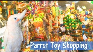 PARROT TOY SHOPPING Parrot store tour vlog [upl. by Enalda]