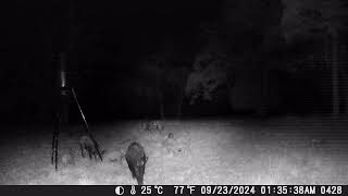 Answered Prayers Game Cam  922 and 923  deer and hogs [upl. by Pouncey]