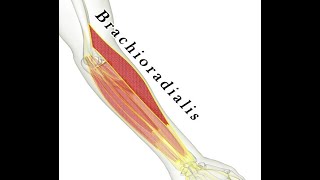 Two Minutes of Anatomy Brachioradialis Muscle [upl. by Unders75]