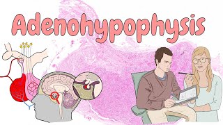 Adenohypophysis  endocrine system histology [upl. by Anatollo]