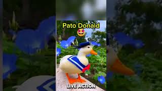 PATO DONALD [upl. by Borroff]