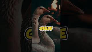 Geese Were the REAL Heroes of the Roman Empire facts ancienthistory romanempire [upl. by Leventhal968]