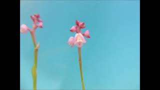 Polystachya rosea orchid [upl. by Langan]