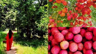 lichi fruit harvesting from garden 😋 [upl. by Kant969]