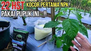 BIAR MAKIN SUBUR PENGOCORAN PERTAMA NPK  CABE ABAYOMI 22 HST [upl. by Eerized]