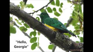 African Emerald Cuckoo call [upl. by Ueih]