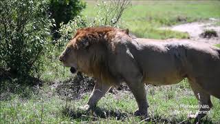 Earless walk Dec2018 Maasai Mara largest lion [upl. by Isolde]