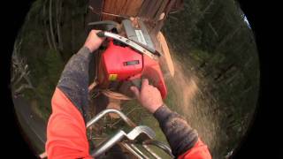 Cutting Down Trees with Head Cam and Husqvarna Chainsaw [upl. by Lansing]