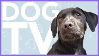 DOG TV  Videos For Dogs To Watch  Entertaining Dog Video  15 HOUR SPECIAL [upl. by Neitsabes]