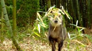 ニホンカモシカ＠宮城県岩沼市 Japanese serow [upl. by Gluck]