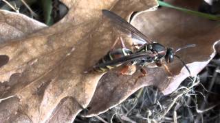 Paper Wasp Vespidae Polistes fuscatus Female on Leaf [upl. by Nreval]