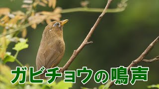 ガビチョウ（特定外来生物）の鳴声 [upl. by Meer]