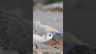 Sanderlings foraging at the waters edge [upl. by Selfridge]