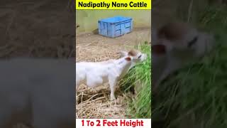 Nadipathy nano Cattle  1 To 2 Feet Height  youtube miniature pmmodi sanatandharma animals yt [upl. by Lansing862]