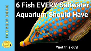 6 Easy Fish EVERY Marine Tank Should Have [upl. by Trinette73]