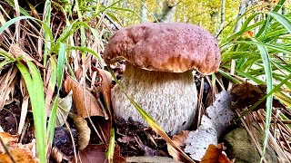 Trovare porcini in montagne difficili  Visito questo nuovo bosco per la prima volta e li trovo [upl. by Etz]