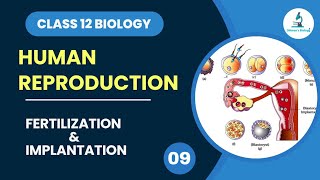 Fertilization and Implantation  Cleavage  Human Reproduction  Class 12 Biology  Dhimansbiology [upl. by Heyward]