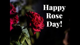 Happy Rose Day HD Images Rose day wallpaper images Whatsapp Status Video 7 Feb 2023 Valentine Days [upl. by Ahsekyw]