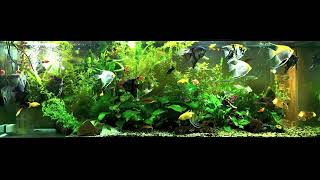 angelfish community tank [upl. by Sadonia335]