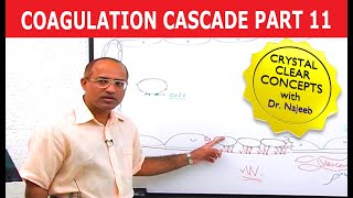 Coagulation Cascade  Part 1112 [upl. by Llener]