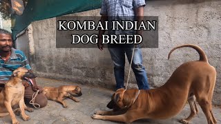 जंगली सूअर का शिकार अकेला कर लेता है हमारा Indian Kombai Dog Breed 🇮🇳🇮🇳 [upl. by Magnusson]