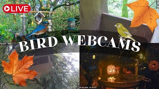 LIVE 🔴 Bird Cams 247 ｜Caméras oiseaux 247  7am ➡️ DAY ☀️ 7pm ➡️ NIGHT 🌙 [upl. by Aizatsana786]