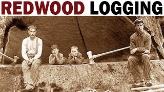 Redwood Logging  1946  Documentary on the Giant Redwood Lumber Industry in California [upl. by Rexanna]