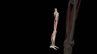 Knee joint FlexionKnee movementshortvideo viralvideo 3danatomy animation trending shortvideo [upl. by Annodahs799]