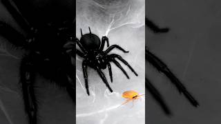 Funnel web spider feeding Macrothele eating banana roaches very fast spiders [upl. by Ermina139]