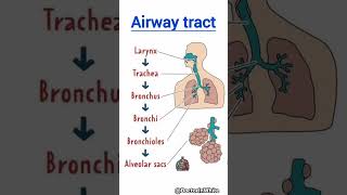 Airway tract  viralshorts viralshorts airwaytract bronchi [upl. by Assylem]