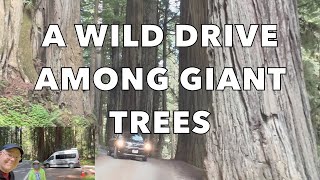 A WILD DRIVE THROUGH JEDEDIAH SMITH REDWOODS STATE PARKHOWLAND HILL ROADCALIFORNIAONTOUR 20 [upl. by Marra]