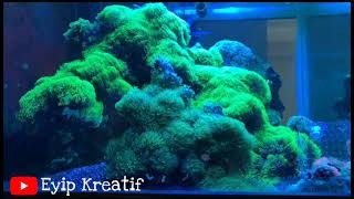 Reef tank 6 Polip bintang koral yang mudah mekar clavularia briareum [upl. by Eleonora]