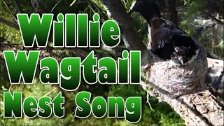 Willie Wagtail Nest Bird Song [upl. by Medor]