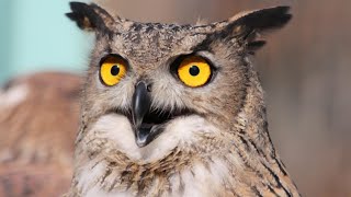 Great Horned Owl on the Hunt  Animal Wildlife World l [upl. by Canty]