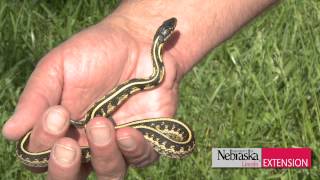 Green amp Growing Tip  Garter Snake Control [upl. by Siraval]