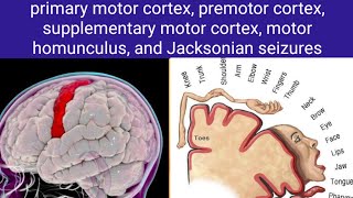 motor cortex [upl. by Erna]