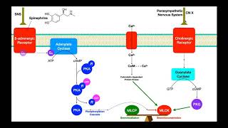 Pulmonary Pharmacology Part 1  Bronchoconstriction amp Bronchodilation Mechanisms [upl. by Sirkin31]