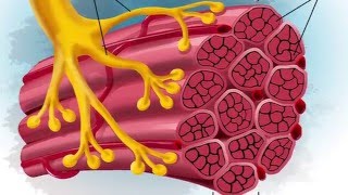 A Wearable Microscope for Visualization of Human Sarcomere Structure and Twitch Dynamics [upl. by Cullan]