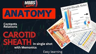 Neck  Carotid sheath । Anatomy। MBBS First Year। MBBS Marvel [upl. by Yelkreb]