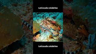 Laticauda colubrina shortvideo animals ularularlaut [upl. by Sikes]