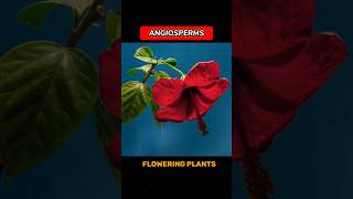 ANGIOSPERMS angiosperms  WHAT ARE ANGIOSPERMS  shortsviraltrending •ONLY FOR LEARNERS• [upl. by Adelaja]